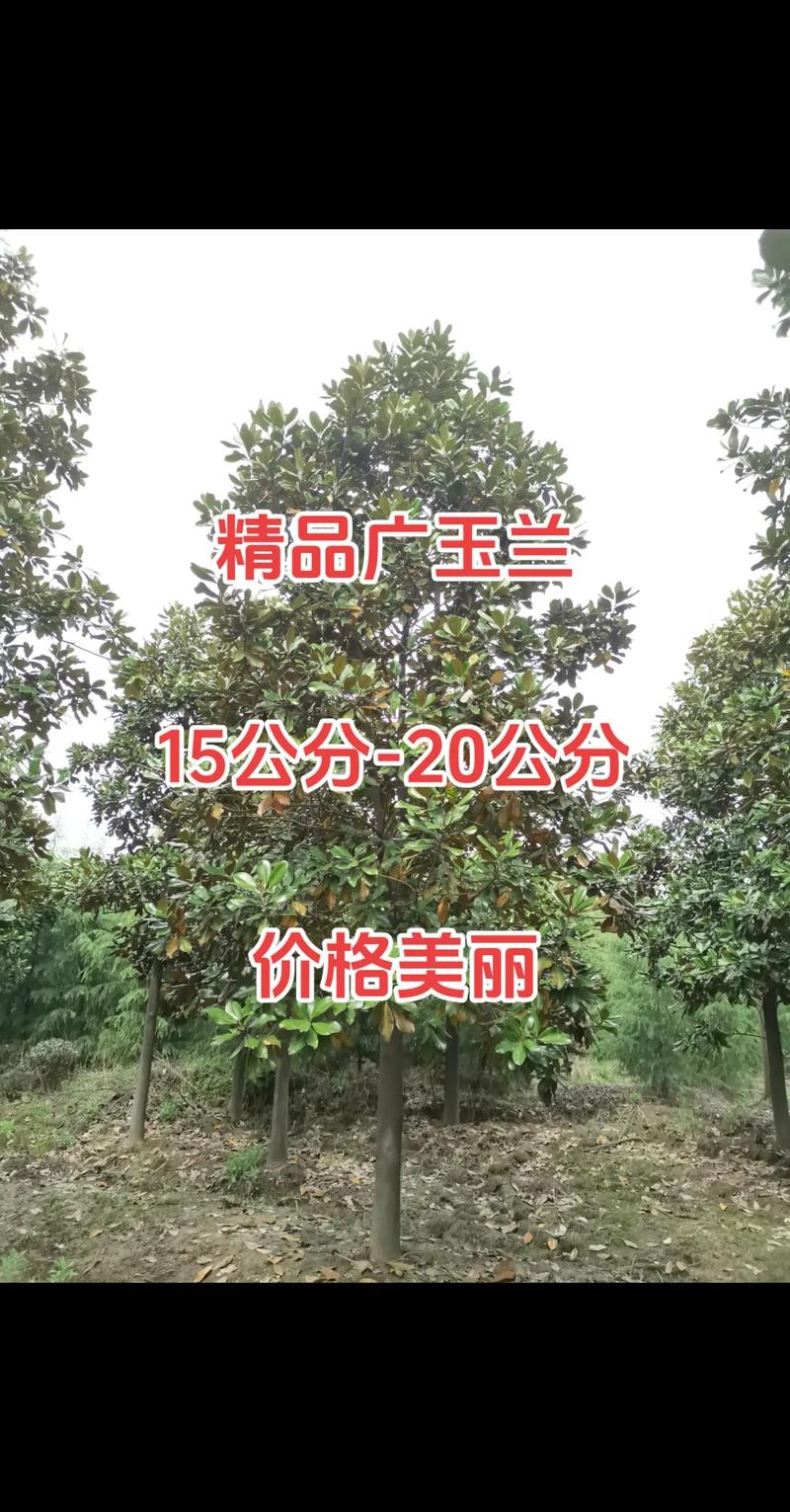 桂花树苗