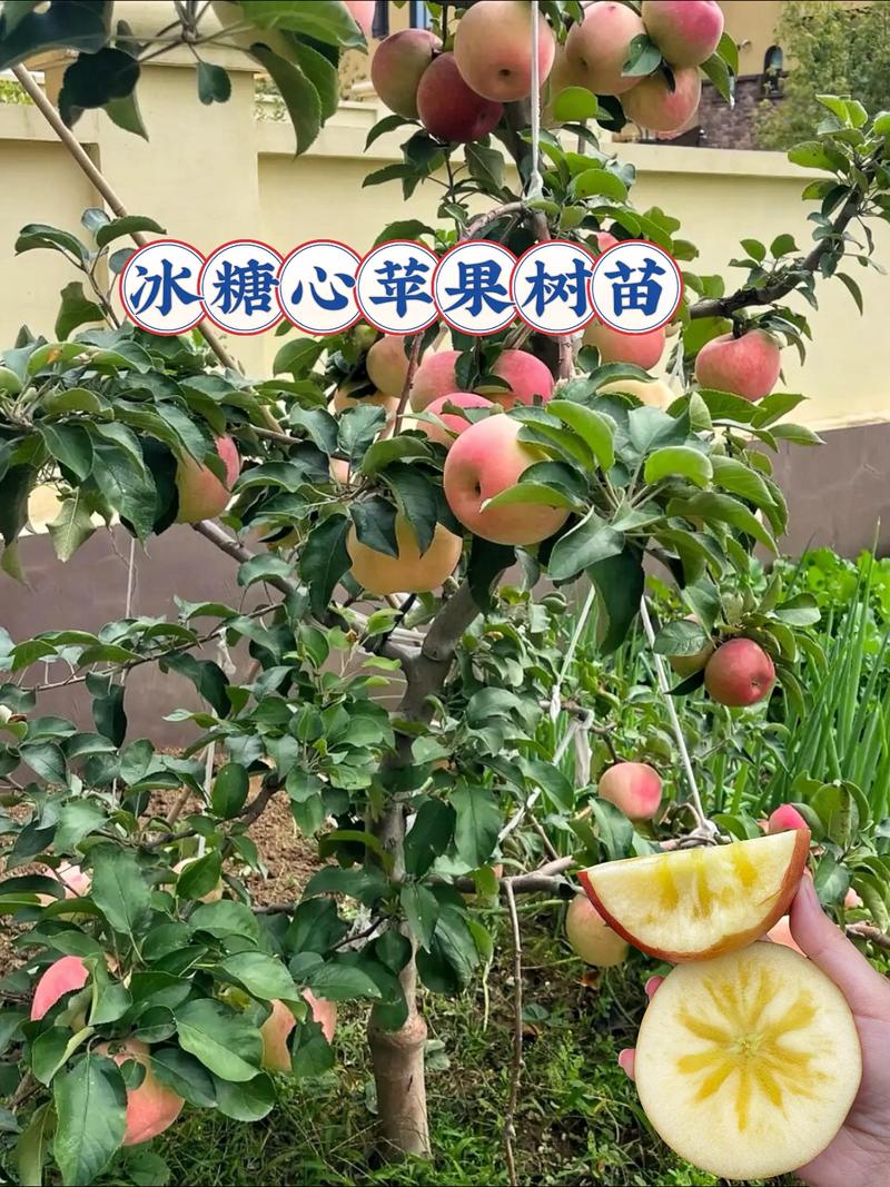 苗木基地：城市的绿肺与生命的摇篮
