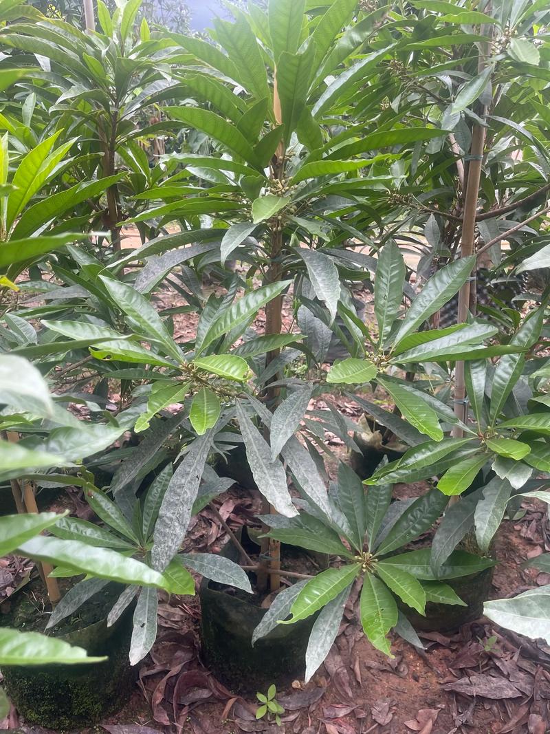 浦口苗圃：绿化城市的绿色风景线