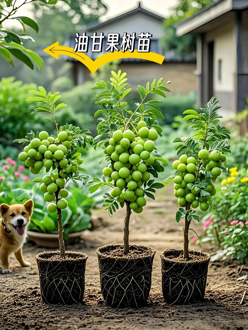 选购绿化苗木，一目了然的批发指南