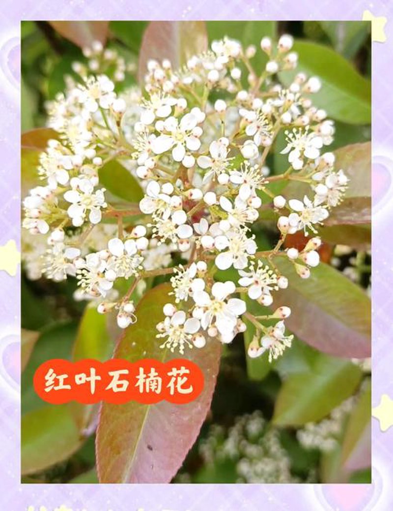 香樟树苗