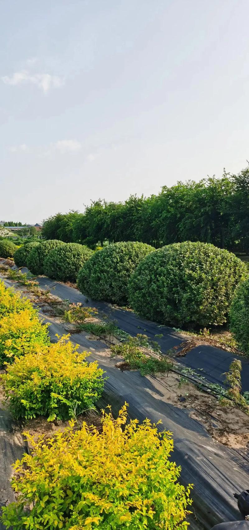 苗木基地——绿色发展的起点